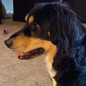 Meet your Posher, Dana